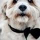 Pets In Wedding