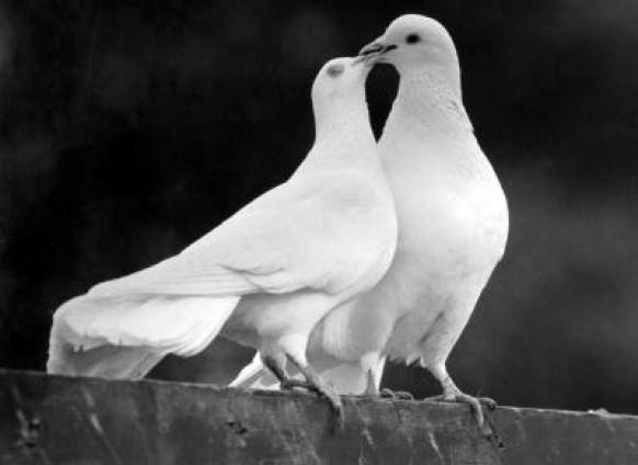 pets-in-wedding.jpg