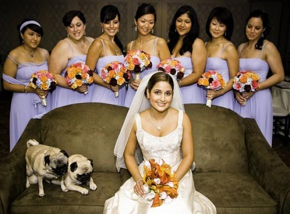 wedding photo - الحيوانات الأليفة في حفل الزفاف