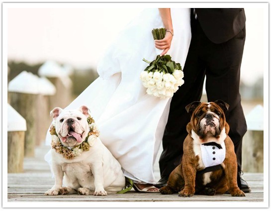 Wedding - Pets In Wedding