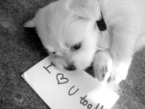 Hochzeit - Cute Dog Fotos und Bilder ♥ Black and White Love Photo