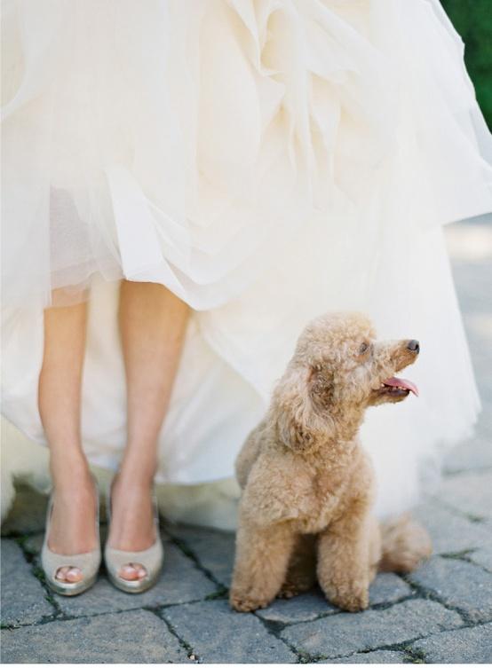 زفاف - Pets In Wedding