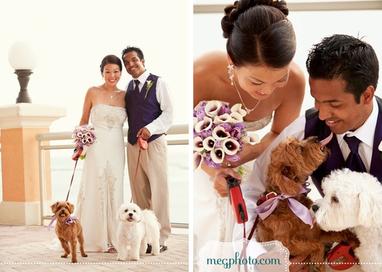 Свадьба - Pets In Wedding