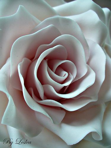 Hochzeit - Pink Rose