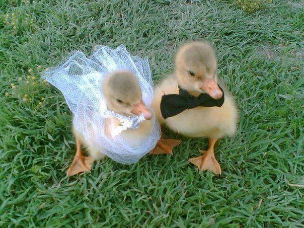 Mariage - Just Married 