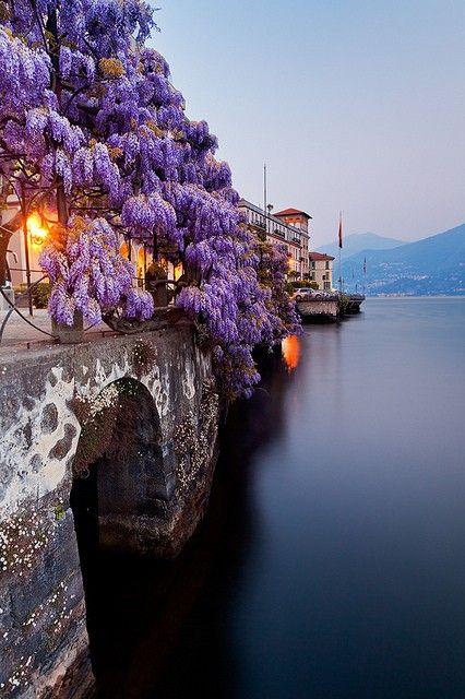 Wedding - Wisteria, Lake Como, Italy 