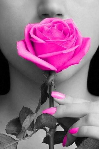 Mariage - Pink Rose 