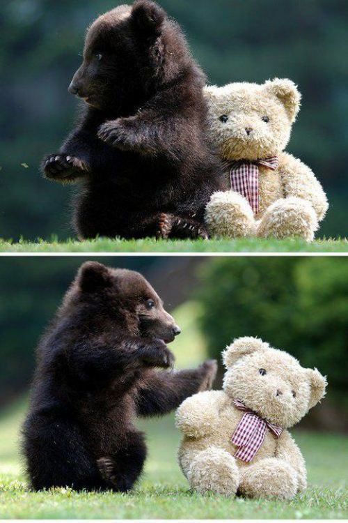 Hochzeit - Cute Bear 