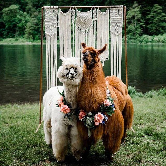 Hochzeit - Festival Brides