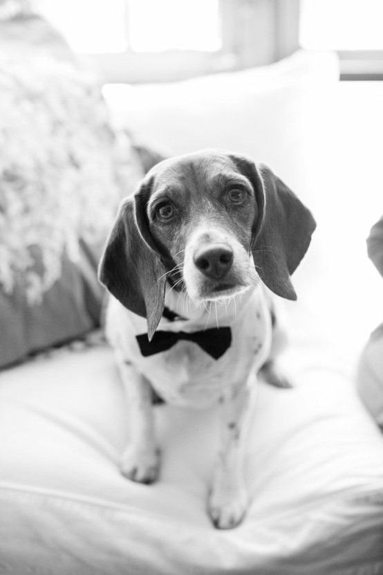 Hochzeit - Pets!