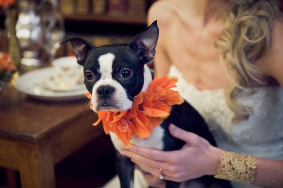 Свадьба - Домашние животные