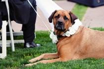 wedding photo - الحيوانات الأليفة في حفل الزفاف