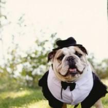 wedding photo -  Pets In Wedding