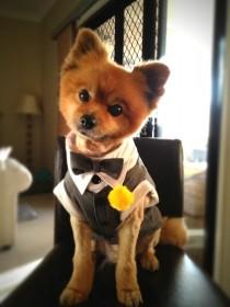wedding photo - Pin By RealSizeBride RSB On Dogs At Weddings 