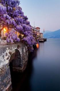 wedding photo - Wisteria, Lake Como, Italy 