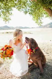 wedding photo - Pets
