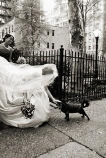 wedding photo - الحيوانات الأليفة!